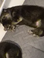 German Shepard , a female German Shepherd Dog for sale in Oxford, NC – Photo 4 of 10