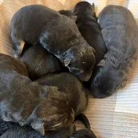 German Shepard , a female German Shepherd Dog for sale in Oxford, NC – Photo 2 of 10