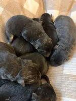 German Shepard , a female German Shepherd Dog for sale in Oxford, NC – Photo 2 of 10