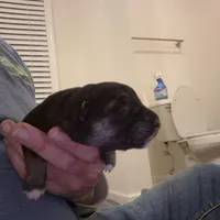 German Shepard , a female German Shepherd Dog for sale in Oxford, NC – Photo 5 of 10