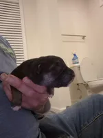 German Shepard , a female German Shepherd Dog for sale in Oxford, NC – Photo 5 of 10