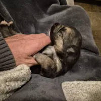 German Shepard , a female German Shepherd Dog for sale in Oxford, NC – Photo 7 of 10