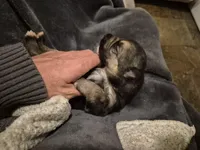 German Shepard , a female German Shepherd Dog for sale in Oxford, NC – Photo 7 of 10