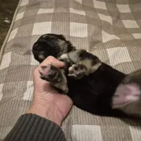 German Shepard , a female German Shepherd Dog for sale in Oxford, NC – Photo 8 of 10