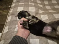 German Shepard , a female German Shepherd Dog for sale in Oxford, NC – Photo 8 of 10