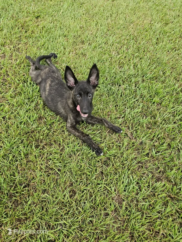 Green – Dutch Shepherd puppy for sale in Lake City, FL