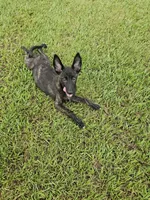 Green, a female Dutch Shepherd for sale in Lake City, FL – 4 of 10