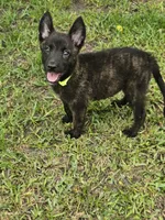Green, a female Dutch Shepherd for sale in Lake City, FL – 5 of 8