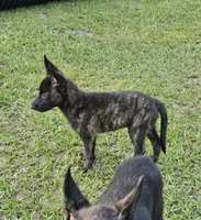 Green, a female Dutch Shepherd for sale in Lake City, FL – 10 of 10
