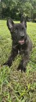 Green, a female Dutch Shepherd for sale in Lake City, FL – 2 of 8