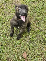 Red, a female Dutch Shepherd for sale in Lake City, FL – 6 of 6