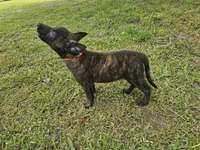 Red, a female Dutch Shepherd for sale in Lake City, FL – 1 of 6