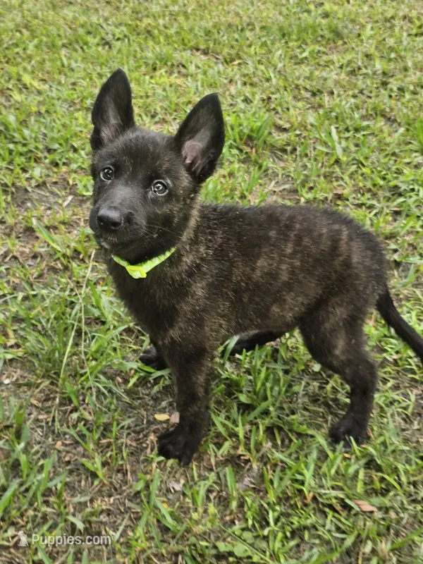 Green – Dutch Shepherd puppy for sale in Lake City, FL