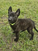 Green, a female Dutch Shepherd for sale in Lake City, FL – 1 of 8