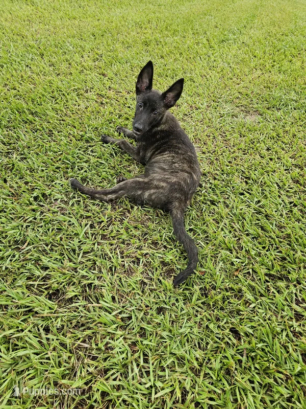 Green – Dutch Shepherd puppy for sale in Lake City, FL