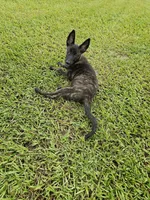 Green, a female Dutch Shepherd for sale in Lake City, FL – 2 of 10