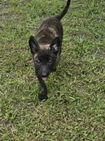 Red, a female Dutch Shepherd for sale in Lake City, FL – 3 of 6