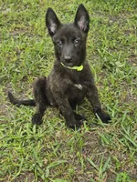 Green, a female Dutch Shepherd for sale in Lake City, FL – 6 of 8