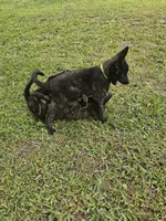 Green, a female Dutch Shepherd for sale in Lake City, FL – 3 of 8
