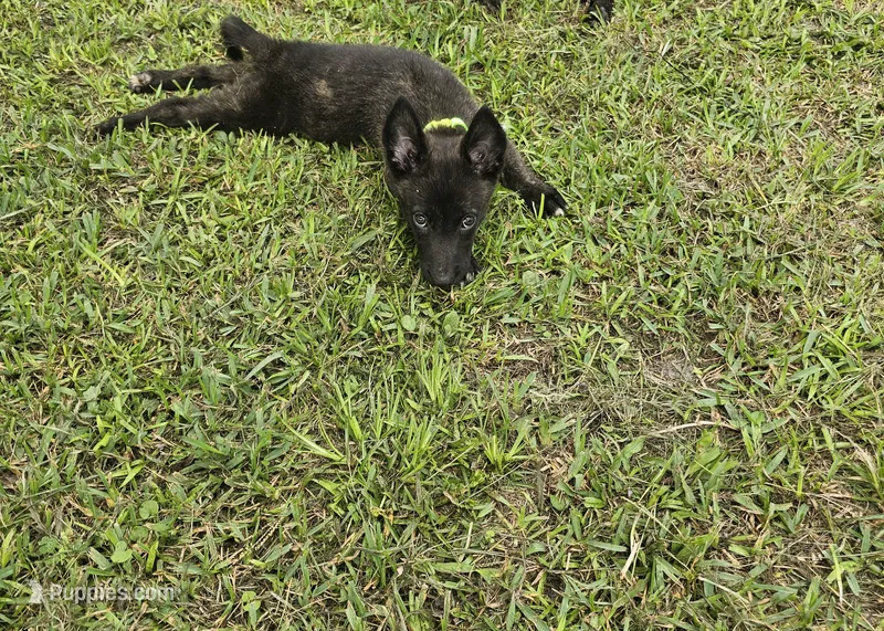 Green – Dutch Shepherd puppy for sale in Lake City, FL