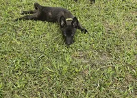 Green, a female Dutch Shepherd for sale in Lake City, FL – 4 of 8