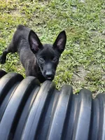 Black, a female Dutch Shepherd for sale in Lake City, FL – 2 of 3