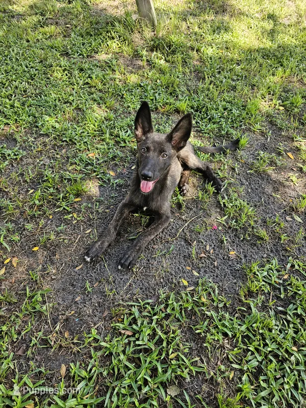 Green – Dutch Shepherd puppy for sale in Lake City, FL
