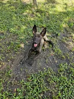 Green, a female Dutch Shepherd for sale in Lake City, FL – 1 of 10