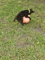 Green, a female Dutch Shepherd for sale in Lake City, FL – 8 of 8