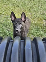 Green, a female Dutch Shepherd for sale in Lake City, FL – 2 of 10