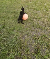 Green, a female Dutch Shepherd for sale in Lake City, FL – 7 of 8