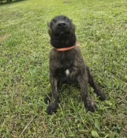 Red, a female Dutch Shepherd for sale in Lake City, FL – 2 of 6