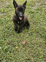 Red, a female Dutch Shepherd for sale in Lake City, FL – 4 of 6