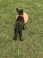 Red, a female Dutch Shepherd for sale in Lake City, FL – 5 of 6