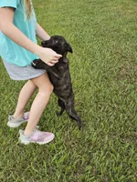 Green, a female Dutch Shepherd for sale in Lake City, FL – 6 of 10