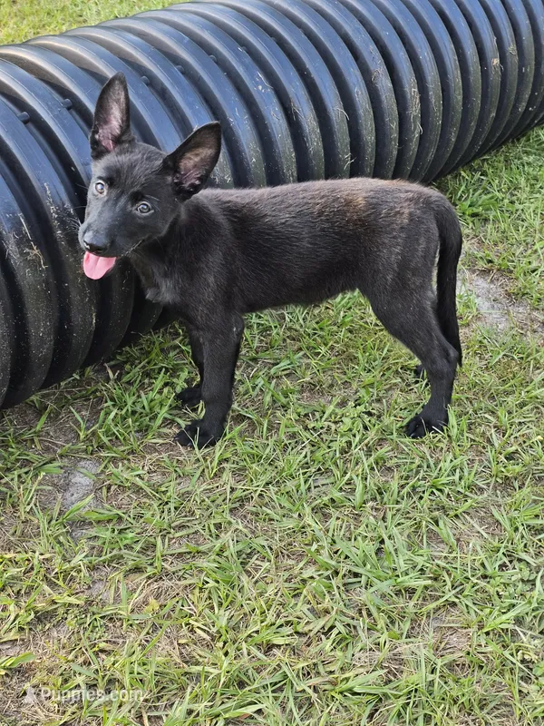 Black – Dutch Shepherd puppy for sale in Lake City, FL