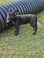 Black, a female Dutch Shepherd for sale in Lake City, FL – 1 of 3