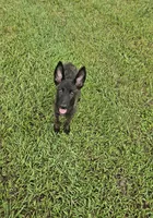 Green, a female Dutch Shepherd for sale in Lake City, FL – 8 of 10