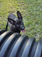 Black, a female Dutch Shepherd for sale in Lake City, FL – 3 of 3
