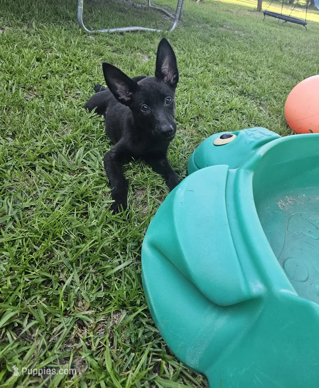 Black – Dutch Shepherd puppy for sale in Lake City, FL