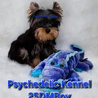 25DMBOY, a male Yorkshire Terrier for sale in Atlanta, GA – Photo 2 of 5