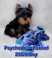 25DMBOY, a male Yorkshire Terrier for sale in Atlanta, GA – Photo 2 of 5