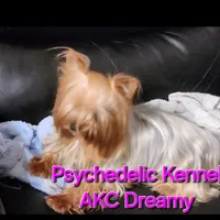 25DMBOY, a male Yorkshire Terrier for sale in Atlanta, GA – Photo 5 of 5