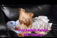 25DMBOY, a male Yorkshire Terrier for sale in Atlanta, GA – Photo 5 of 5