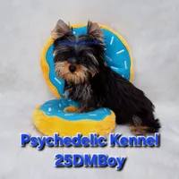 25DMBOY, a male Yorkshire Terrier for sale in Atlanta, GA – Photo 1 of 5
