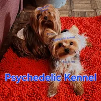 25DMBOY, a male Yorkshire Terrier for sale in Atlanta, GA – Photo 4 of 5