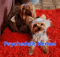 25DMBOY, a male Yorkshire Terrier for sale in Atlanta, GA – Photo 4 of 5