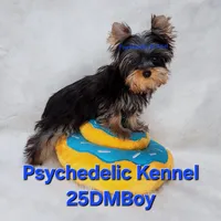 25DMBOY, a male Yorkshire Terrier for sale in Atlanta, GA – Photo 3 of 5