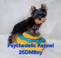 25DMBOY, a male Yorkshire Terrier for sale in Atlanta, GA – Photo 3 of 5
