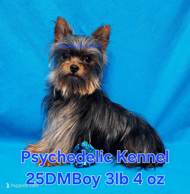 25DMBOY – Yorkshire Terrier puppy for sale in Atlanta, GA